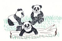 Panda attack